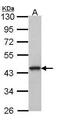 G Protein-Coupled Receptor 20 antibody, PA5-27176, Invitrogen Antibodies, Western Blot image 