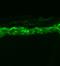 Sodium Voltage-Gated Channel Alpha Subunit 9 antibody, NBP2-12904, Novus Biologicals, Immunohistochemistry paraffin image 