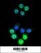 Aldose reductase antibody, 61-465, ProSci, Immunofluorescence image 