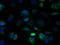 Tetraspanin 5 antibody, A61566-100, Epigentek, Immunofluorescence image 