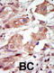 Mitogen-Activated Protein Kinase Kinase Kinase 10 antibody, abx033764, Abbexa, Immunohistochemistry paraffin image 