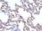 Moesin antibody, orb386080, Biorbyt, Immunohistochemistry paraffin image 