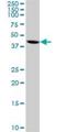 Basic Helix-Loop-Helix Family Member E40 antibody, H00008553-M01, Novus Biologicals, Western Blot image 