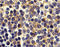 TNF Receptor Superfamily Member 17 antibody, 40206, QED Bioscience, Immunohistochemistry paraffin image 