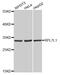 Ribosomal Protein L7 Like 1 antibody, MBS129992, MyBioSource, Western Blot image 