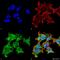 Crystallin Alpha A antibody, M01900, Boster Biological Technology, Immunocytochemistry image 