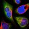 Thyroid Hormone Receptor Alpha antibody, HPA009654, Atlas Antibodies, Immunofluorescence image 