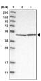 Eukaryotic Translation Initiation Factor 4A3 antibody, NBP1-85268, Novus Biologicals, Western Blot image 