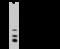 GM2 Ganglioside Activator antibody, 13246-T60, Sino Biological, Western Blot image 