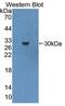Methyl-CpG Binding Protein 2 antibody, abx131551, Abbexa, Western Blot image 