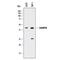 SHANK Associated RH Domain Interactor antibody, MAB8100, R&D Systems, Western Blot image 