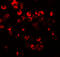 C-X-C Motif Chemokine Receptor 3 antibody, 7647, ProSci, Immunofluorescence image 