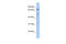 GUAA antibody, 26-328, ProSci, Western Blot image 