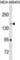 Ribosome Binding Protein 1 antibody, abx030321, Abbexa, Western Blot image 