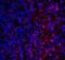 V-Set Immunoregulatory Receptor antibody, RF16073, ProSci, Immunofluorescence image 