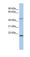 Kruppel Like Factor 15 antibody, orb329629, Biorbyt, Western Blot image 