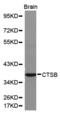 Cathepsin B antibody, abx000920, Abbexa, Western Blot image 