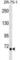 Transglutaminase-5 antibody, abx030843, Abbexa, Western Blot image 