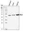 Cytochrome P450 Family 11 Subfamily A Member 1 antibody, A01071-2, Boster Biological Technology, Western Blot image 