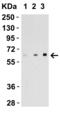 Epstein-Barr Virus Induced 3 antibody, 4967, ProSci, Western Blot image 