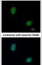 Deoxyribonuclease 1 Like 3 antibody, PA5-30006, Invitrogen Antibodies, Immunofluorescence image 