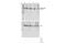 STAT3 antibody, 94994S, Cell Signaling Technology, Western Blot image 