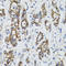 SURF1 Cytochrome C Oxidase Assembly Factor antibody, LS-C334924, Lifespan Biosciences, Immunohistochemistry frozen image 