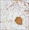 Serpin Family E Member 1 antibody, NBP1-19773, Novus Biologicals, Immunohistochemistry frozen image 