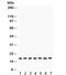 Lysozyme antibody, R32157, NSJ Bioreagents, Western Blot image 