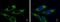 Adenylate kinase isoenzyme 4, mitochondrial antibody, GTX104430, GeneTex, Immunofluorescence image 