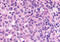 Adhesion G Protein-Coupled Receptor V1 antibody, MBS247818, MyBioSource, Immunohistochemistry frozen image 
