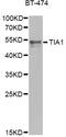 TIA1 Cytotoxic Granule Associated RNA Binding Protein antibody, STJ27993, St John