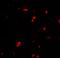 G Protein-Coupled Receptor Kinase 6 antibody, LS-B10182, Lifespan Biosciences, Immunofluorescence image 