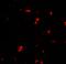 G protein-coupled receptor kinase 6 antibody, LS-B10182, Lifespan Biosciences, Immunofluorescence image 