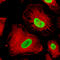 QSOX1 antibody, AMAb91307, Atlas Antibodies, Immunocytochemistry image 