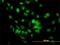 Acidic Nuclear Phosphoprotein 32 Family Member A antibody, H00008125-M01, Novus Biologicals, Immunofluorescence image 