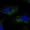 S100 Calcium Binding Protein B antibody, NBP1-87102, Novus Biologicals, Immunofluorescence image 