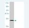 NADH:Ubiquinone Oxidoreductase Subunit A1 antibody, H00004694-M01, Novus Biologicals, Western Blot image 