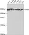 Chromodomain Helicase DNA Binding Protein 4 antibody, 23-969, ProSci, Western Blot image 