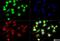 Capicua Transcriptional Repressor antibody, NB110-59905, Novus Biologicals, Immunofluorescence image 