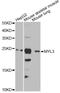 Myosin Light Chain 3 antibody, STJ28745, St John