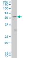 Growth Differentiation Factor 7 antibody, H00151449-M01, Novus Biologicals, Western Blot image 