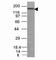 Neural Cell Adhesion Molecule 1 antibody, V2754-100UG, NSJ Bioreagents, Flow Cytometry image 