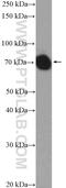 Heat Shock Protein Family A (Hsp70) Member 1 Like antibody, 13970-1-AP, Proteintech Group, Western Blot image 