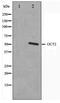 POU Class 2 Homeobox 2 antibody, TA347443, Origene, Western Blot image 