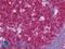 BCL2 Like 10 antibody, LS-B10798, Lifespan Biosciences, Immunohistochemistry paraffin image 