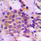 Glutamate-Cysteine Ligase Modifier Subunit antibody, LS-C356059, Lifespan Biosciences, Immunohistochemistry paraffin image 
