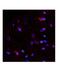 Netrin 4 antibody, PA5-43391, Invitrogen Antibodies, Immunohistochemistry frozen image 