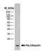 His tag antibody, LS-C67921, Lifespan Biosciences, Western Blot image 