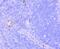 Integrin Subunit Alpha 2b antibody, NBP2-66757, Novus Biologicals, Immunohistochemistry paraffin image 